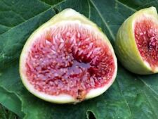 Fig tree cuttings for sale  Fresno