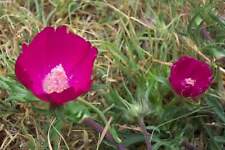 Purple poppy mallow for sale  Hiawatha