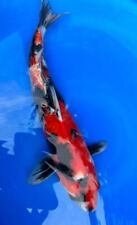 Japanese koi imported for sale  Glenview