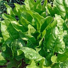 Organic 100 spinach for sale  BASILDON
