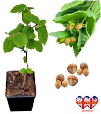 Hazelnut tree native for sale  Shipping to Ireland