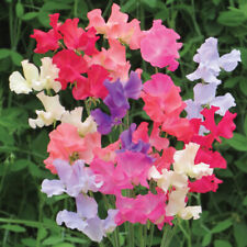 sweet pea plant for sale  IPSWICH