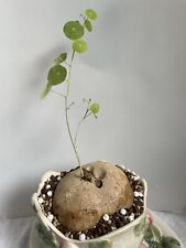  Stephania stone caudex Ø 12 cm. succulent cactus plant  for sale  Shipping to South Africa