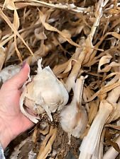 Fresh elephant garlic for sale  Roseburg