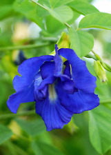 Serbatoio farfalla clitoria usato  Spedire a Italy