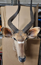 Kudu kopf präparat gebraucht kaufen  Dachau
