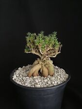 Trichodiadema bulbosa caudex for sale  Rancho Santa Margarita