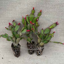 Easter cactus assortment for sale  Camden Wyoming