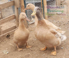 Buff orpington duck for sale  Golden Valley