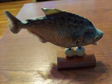 piranha fish for sale piranha fish for sale Bronx
