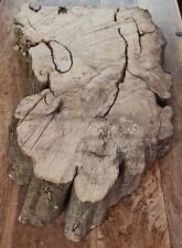 Old hornbeam burr for sale  WEMBLEY