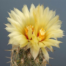 Coryphantha sulcata pineapple for sale  Tucson