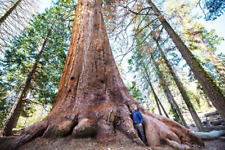 Giant sequoia california for sale  Saint Augustine
