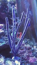 Live coral robbie for sale  Erie