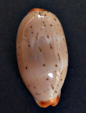 Cypraea isabella luria d'occasion  Brie-Comte-Robert