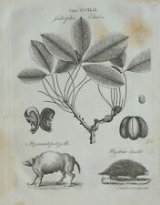 1797 ORIGINAL PRINT JATROPHA ELASTICA BOTANY HYSTRIX DORSATA ITZECUINTEPOTZOTH for sale  Shipping to South Africa