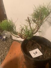 Tree ponderosa pine for sale  Shelton