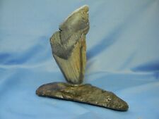 Megalodon tooth embedded for sale  Phoenix