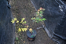 Acer palmatum tara for sale  Newport