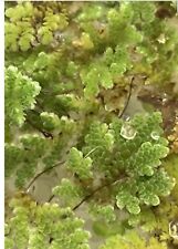 Azolla fairy moss for sale  BURY ST. EDMUNDS