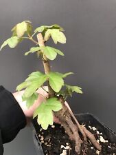 Field maple bonsai for sale  LIVERPOOL