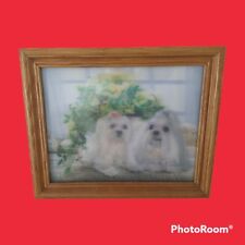 shitzu tzu shih for sale  Darien