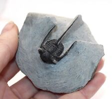 Rare fossil trilobite for sale  BECCLES