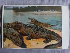 Künstler alligator krokodil gebraucht kaufen  Weimar