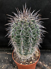 Carnegiea gigantea cactus usato  Massafra