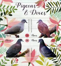 Pigeons doves birds d'occasion  Expédié en Belgium