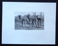 Antique print stag for sale  HAYLING ISLAND