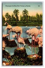 Flock flamingoes feeding for sale  Bremerton
