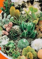Cactus mix seeds for sale  LOUGHTON