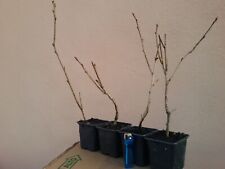 pre bonsai ciliegio usato  Ardea
