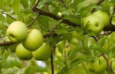 yellow delicious apple trees for sale  Baileyton