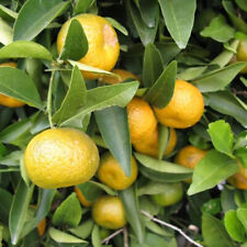 Citrus reshni mandarinier d'occasion  Pouzauges