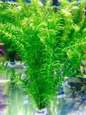 Elodea densa easy for sale  SKEGNESS