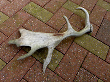 Fallow deer stag for sale  WALLASEY