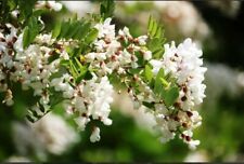 Robinia pseudoacacia robinie gebraucht kaufen  Eslohe