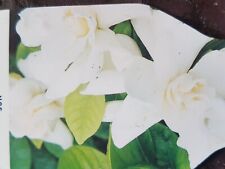 Gardenia jasminoides cape for sale  SWINDON