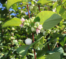 Snowberry seeds honeysuckle for sale  Saint Augustine