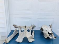 Authentic cow skull for sale  Youngstown