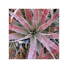 Used, 10x Hechtia Dyckia Deuterocohnia Ssp. Mix Bromeliad Yellow Garden Plants - Seeds for sale  Shipping to South Africa