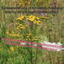 Tanacetum vulgare tansy gebraucht kaufen  Langenfeld (Rheinland)