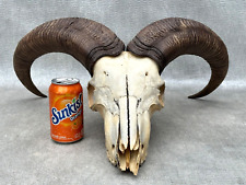 LARGE MOUNTAIN RAM GOAT SHEEP SKULL & HORNS TAXIDERMY MAN CAVE WALL TROPHY DECOR for sale  Shipping to South Africa
