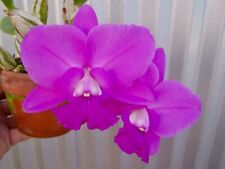 indoor plants orchid for sale  USA