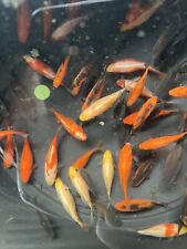 Live pond goldfish for sale  BOURNEMOUTH