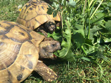 Schildkrötrenfutter mix schil gebraucht kaufen  Öhringen