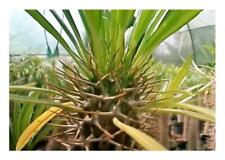 Used, 3x Pachypodium Densiflorum Madagascar Palm Caudex Plants - Seeds B12 for sale  Shipping to South Africa