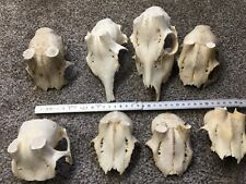 Roe deer skulls for sale  UTTOXETER